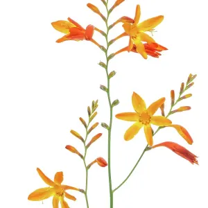 Montbretia Montbretia