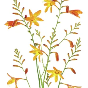 Montbretia Montbretia