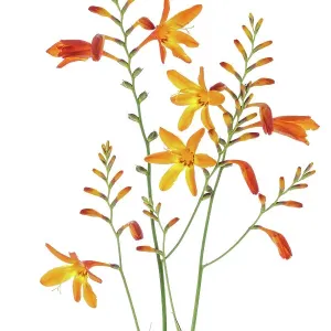 Montbretia Montbretia