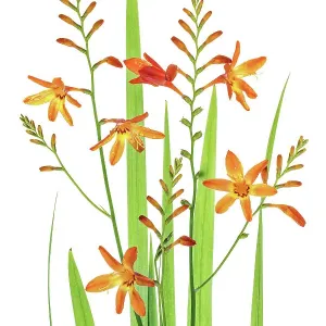 Montbretia Montbretia