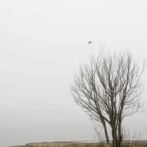 Moody landscape with tree and black bird Moody landscape with tree and black bird