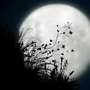 Full moon