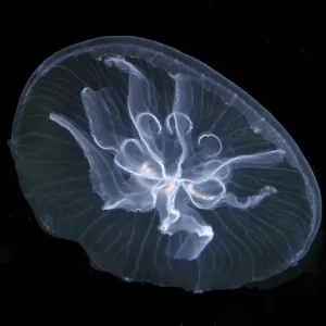 Moon jelly -Aurelia aurita-, here a mutation with seven gonads instead of four, Black Sea, Crimea, Ukraine Moon jelly -Aurelia aurita-, here a mutation with seven gonads instead of four, Black Sea, Crimea, Ukraine