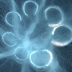 Moon Jellyfish, Saucer Jelly -Aurelia aurita-, genetic mutation with seven gonads instead of four, Black Sea, Crimea, Ukraine Moon Jellyfish, Saucer Jelly -Aurelia aurita-, genetic mutation with seven gonads instead of four, Black Sea, Crimea, Ukraine