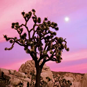 Full moon and a Joshua tree against a pink sky