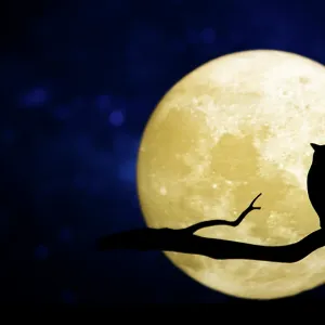 Full moon in the night sky