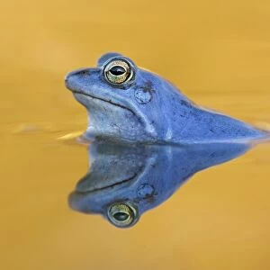 Moor Frog -Rana arvalis-, male, Mittelelbe, Saxony-Anhalt, Germany