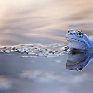 Moor Frog -Rana arvalis-, spawning ground, Mittelelbe, Saxony-Anhalt, Germany