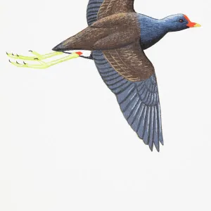 Moorhen (Gallinula chloropus), adult