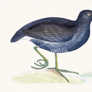 Moorhen water migratory bird