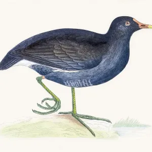 Moorhen water migratory bird Moorhen water migratory bird