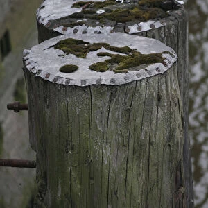 Mooring posts covered with moss