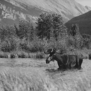 Moose Bathing
