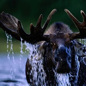 Moose bull (Alces alces) water dripping from head and antlers