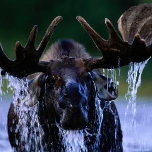 Bouc de mouflon (Alces alces) eau dégouttant du crâne et des cornes. Bouc de mouflon (Alces alces) eau dégouttant du crâne et des cornes.