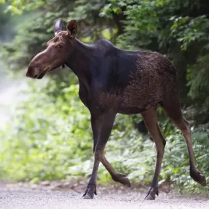 Moose on dirt road in Algonquin Park Moose on dirt road in Algonquin Park