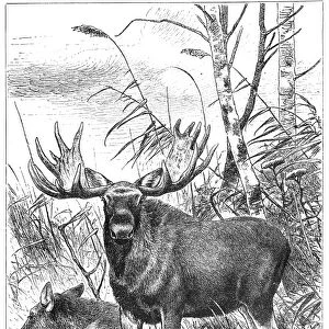 Moose or Eurasian Elk (Alces alces)