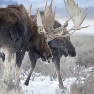 Moose Sparring Print, Grand Teton National Park Moose Sparring Print, Grand Teton National Park