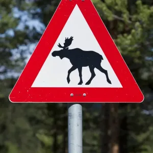 Moose Warning Print, Norway Moose Warning Print, Norway