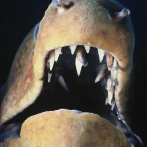 Moray Eel Print with Open Mouth, Red Sea Moray Eel Print with Open Mouth, Red Sea