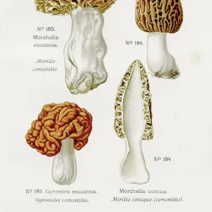 Morel mushroom 1891