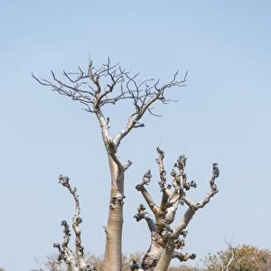 Moringa -Moringa ovalifolia-, Etosha National Park, Namibia