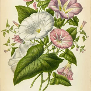 Morning Glory, Bindweed, Victorian Botanical Illustration