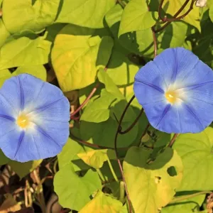 Morning Glory -Ipomoea purpurea-, flowering, Ellerstadt, Rhineland-Palatinate, Germany