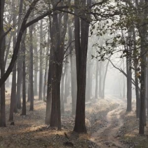 Morning mist and dirt road in the woods, Rajiv Gandhi National Park, Nagarhole National Park, Karnataka, South India, India, South Asia, Asia
