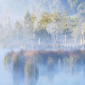 Morning mist over moorland pond, Nicklheim, Bavaria, Germany, Europe