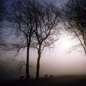 Morning mist, Co Wicklow, Ireland