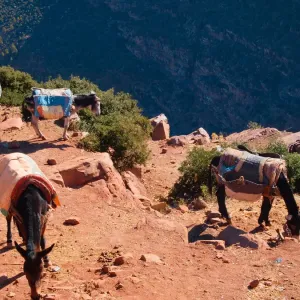 Morocco, donkeys at Atlas Mountains