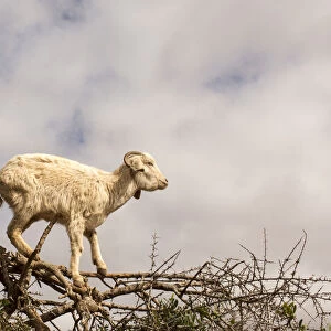 Morocco Goats feeding in argan tree