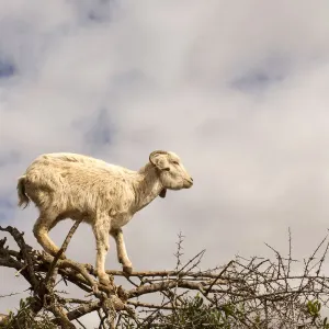Morocco Goats feeding in argan tree Morocco Goats feeding in argan tree