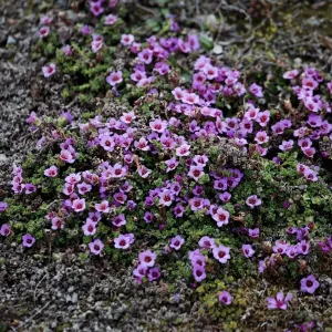 Moss Campion (Silene acaulis) in Svalbard, Norway, Europe Moss Campion (Silene acaulis) in Svalbard, Norway, Europe