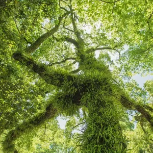 Moss and grass on the tree trunk and branches Moss and grass on the tree trunk and branches