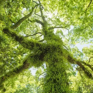 Moss and grass on the tree trunk and branches Moss and grass on the tree trunk and branches