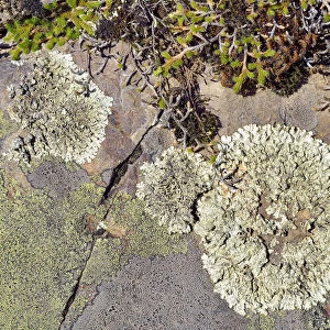 Moss, Map Lichen -Rhizocarpon geographicum- and other lichen, Hells Canyon, Oxbow, Idaho, USA