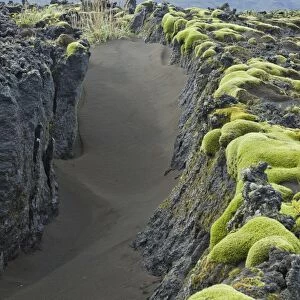 Moss on old lava field, Southern Region, Iceland