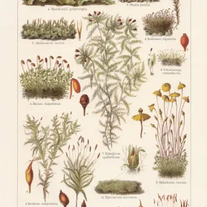 Insect Lithographs