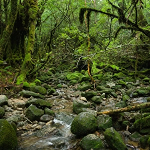Mossy rainforest stream, Yakushima, Japan