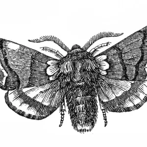 Moth Print (Cnethocampa processionea) Moth Print (Cnethocampa processionea)