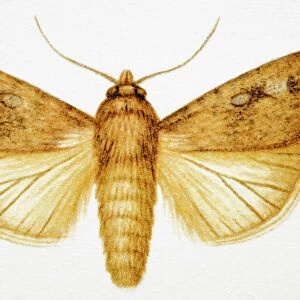 Moth with outstretched wings