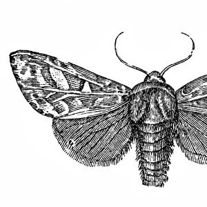 Moth (Trachea piniperda)
