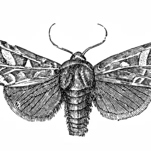 Moth (Trachea piniperda) Print Moth (Trachea piniperda) Print