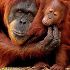 Nature & Wildlife Collection: Orangutan