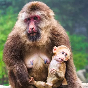 Mother and baby Macaque monkey