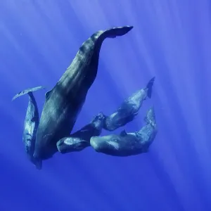 Nature And Wildlife Prints: Sperm Whales