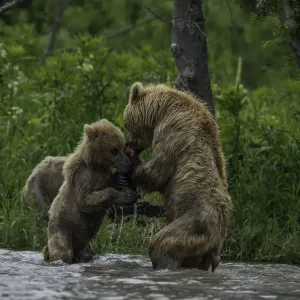 Mother And Cub Brown Bears Wrestle Mother And Cub Brown Bears Wrestle