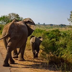 A Mother Elephant Walking Along With Her Calf, Kruger National Park, South Africa